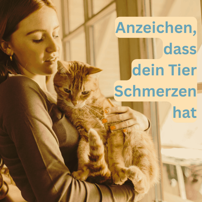 Hat Dein Tier Schmerzen?