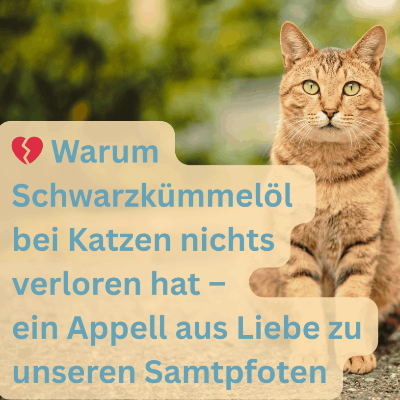 Schwarzkümmelöl nie bei Katzen