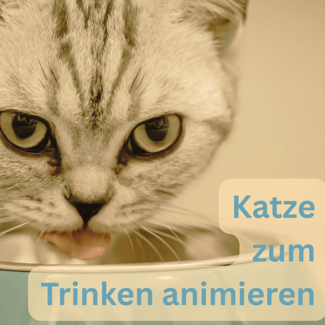 Katzen und Trinken