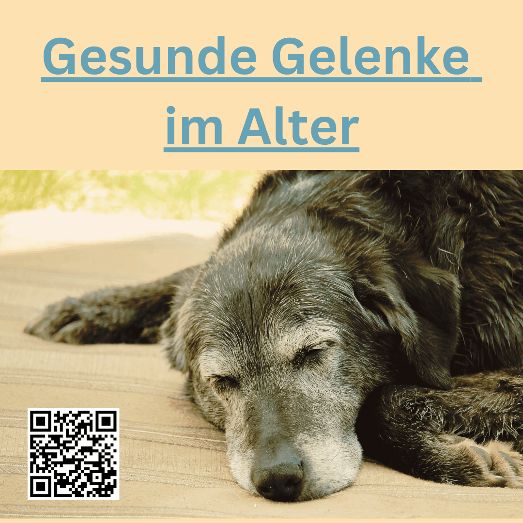 Gesunde Gelenke im Alter bei Hund und Katze